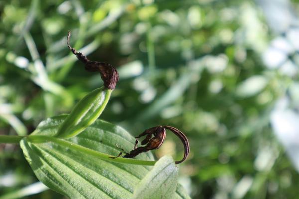 A close-up shot captures the intricate details of a vibrant green plant, featuring prominent leaves and two distinct dried, dark brown structures